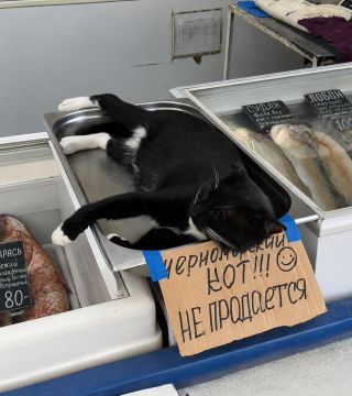 А вы котиков продаете? Нет, только показываем!