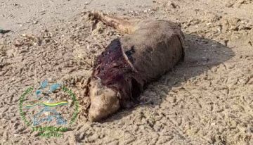 За 65 дней на берег нацпарка «Тузловские лиманы» выбросило 83 мёртвых краснокнижных дельфина