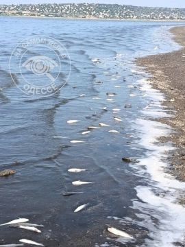 Массовый замор рыбы в Одесской области
