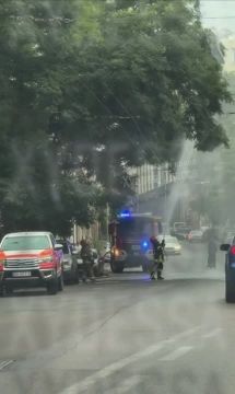 В Одессе "Герани" начали расти на деревьях