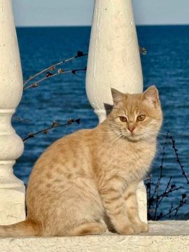 Одесские котики для поддержания хорошего настроения в сентябре