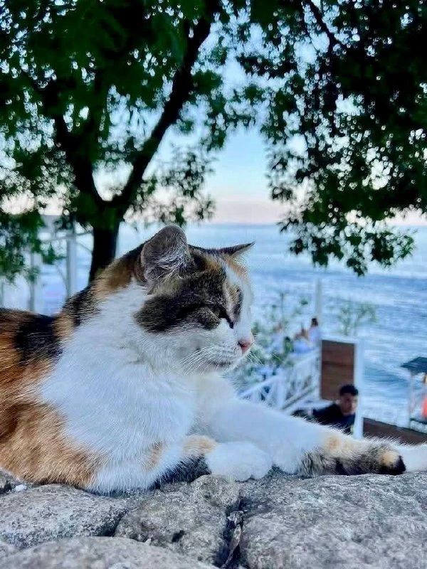 Одесские котики для поддержания хорошего настроения в сентябре Одесские котики для поддержания хорошего настроения в сентябре